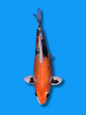 Beni Kikokuryu | Koi&Co.